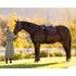 LeMieux Essence Eurojump Saddle Pad - Damson